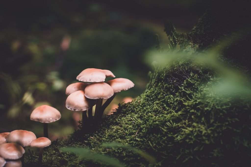 Mushrooms and CBD for Sleep and Mood