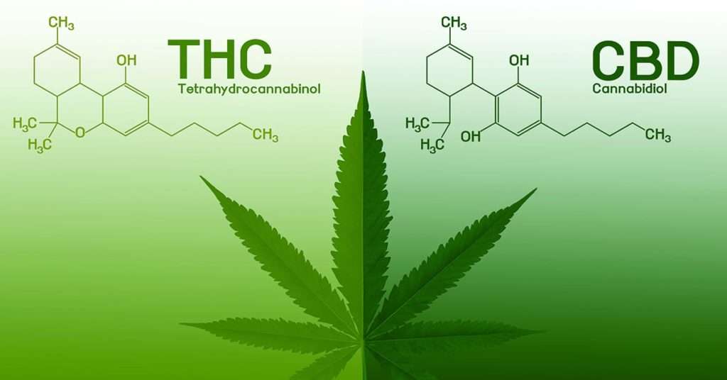 CBD vs. THC