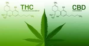 CBD vs. THC
