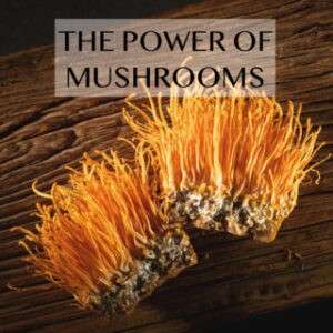 Cordyceps Militaris Capsules