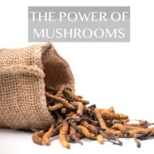 Cordyceps Sinensis Capsules